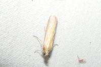 Oncocera semirubella