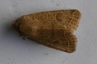 Orthosia cerasi