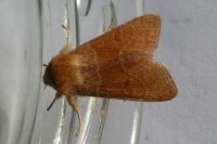 Orthosia miniosa