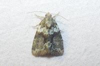 Cryphia algae