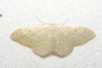 Idaea straminata