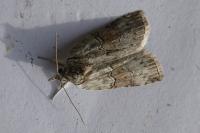 Nycteola