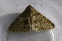 Phigalia pilosaria