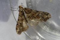 Phigalia pilosaria