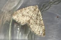 Colostygia multistrigaria