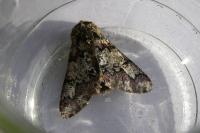 Biston strataria