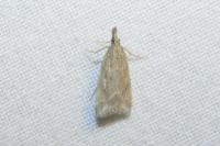 Eudonia pallida