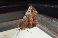Selenia dentaria