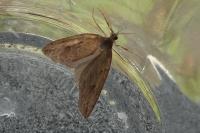 Pachycnemia hippocastanaria hippocastanaria
