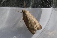 Pachycnemia hippocastanaria hippocastanaria