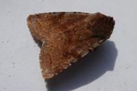 Cerastis rubricosa