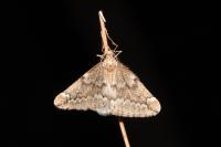 Alsophila aescularia