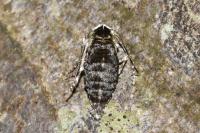 Phigalia pilosaria