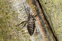 Agriopis leucophaearia