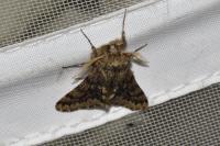 Apocheima hispidaria