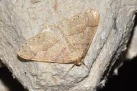 Phigaliohybernia marginaria