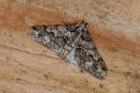 Agriopis leucophaearia