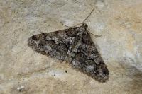 Agriopis leucophaearia