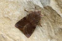 Orthosia incerta
