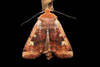 Conistra erythrocephala
