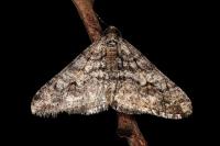 Agriopis leucophaearia