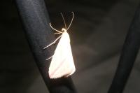 Rhodometra sacraria
