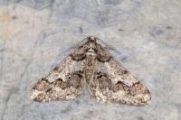 Agriopis leucophaearia