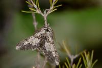 Biston strataria