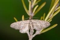 Eupithecia rosmarinata