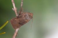 Conistra staudingeri