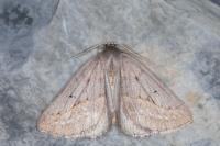 Chemerina caliginearia