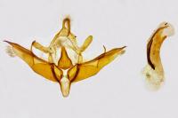 Conistra staudingeri
