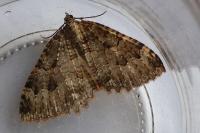 Triphosa dubitata