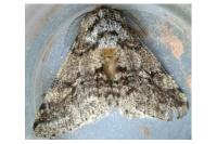 Lycia hirtaria