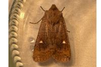 Eupsilia transversa