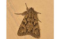 Xylocampa areola