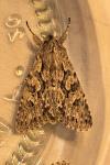 Xylocampa areola