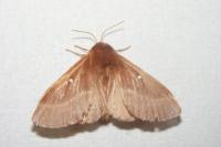 Lasiocampa trifolii trifolii