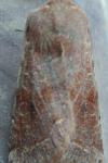 Orthosia incerta