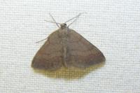 Scopula rubiginata