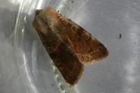 Orthosia incerta