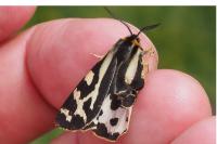 Arctia plantaginis