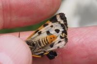 Arctia plantaginis