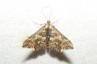 Diasemia reticularis