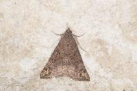 Hypena obsitalis