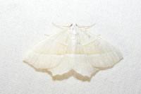 Campaea margaritaria