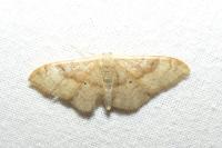 Idaea degeneraria