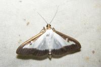 Cydalima perspectalis
