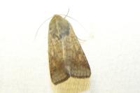 Helicoverpa armigera