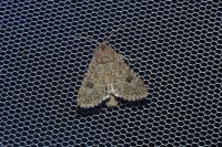 Anarta trifolii
